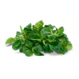 Feldsalat ca. 1kg