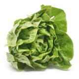 Kopfsalat