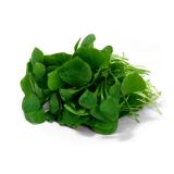 Postelein 250 g