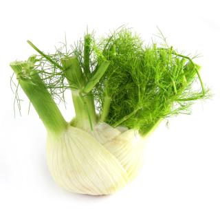 Fenchel