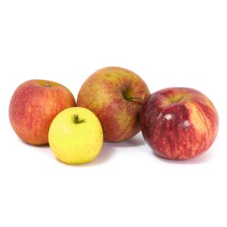 Äpfel - alte Sorte: Zuccamaglio oder Muskatrenette