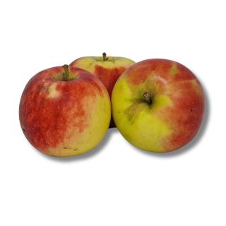 Äpfel Milwa - fest, süß und aromatisch