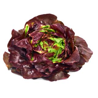 Kopfsalat rot