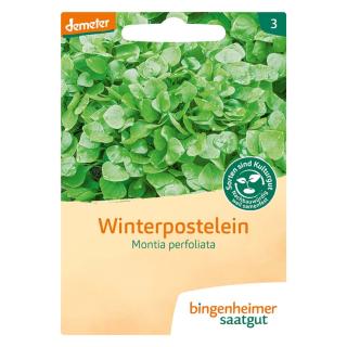 Winterpostelein