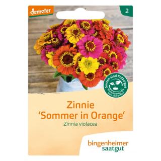 Zinnie "Sommer in Orange"