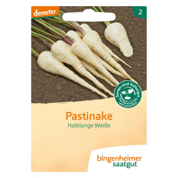Pastinake Halblange Weiße
