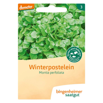 Winterpostelein