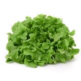 Eichblattsalat grün